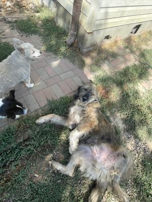 Flauschebub Thyson sucht Körbchen Bild 9