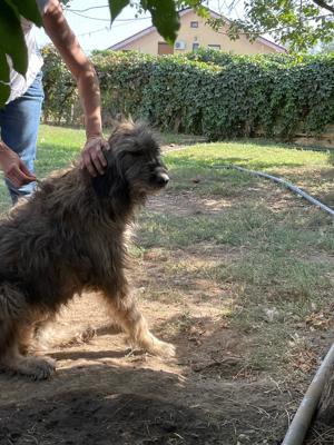 Flauschebub Thyson sucht Körbchen Bild 7