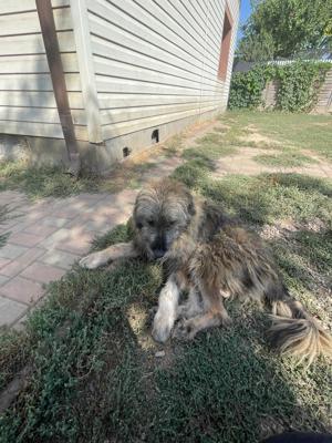 Flauschebub Thyson sucht Körbchen Bild 2