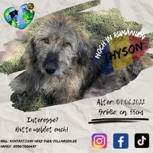 Thyson