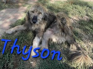 Flauschebub Thyson sucht Körbchen Bild 6