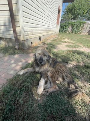 Flauschebub Thyson sucht Körbchen Bild 5