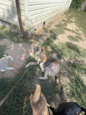 Flauschebub Thyson sucht Körbchen Bild 8