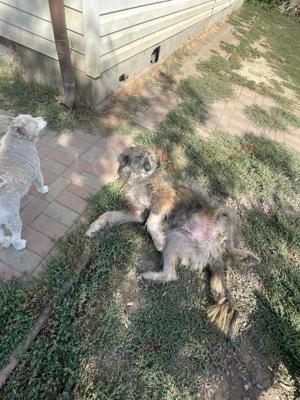 Flauschebub Thyson sucht Körbchen Bild 4