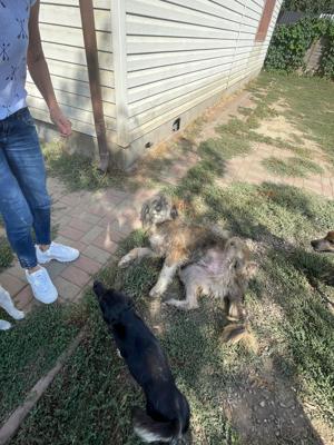 Flauschebub Thyson sucht Körbchen Bild 10