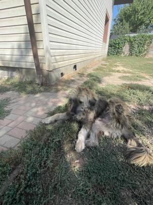 Flauschebub Thyson sucht Körbchen Bild 3