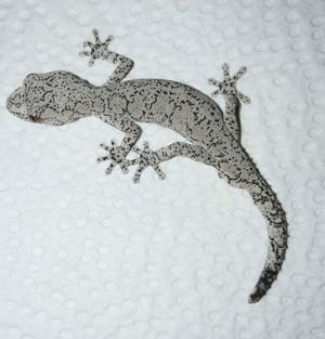 1.0 Strophurus intermedius, williamisNZ Australischer Gecko