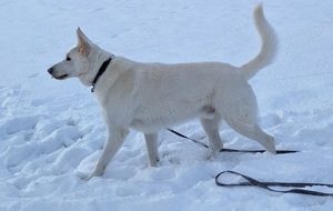 Berger Blanc Suisse Deckrüde 