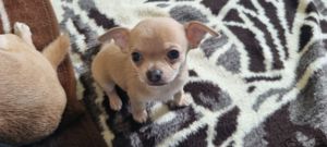 Chihuahua  (kurzhaarig)  sucht Zuhause  Bild 11