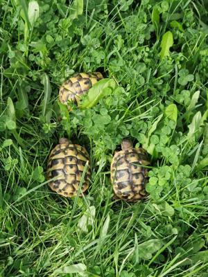 Griechische landschildkröten 