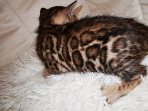 Bengal Kitten mit Stammbaum M  W 10 Tests, Katze, Kater, Kitten, snow  Bild 2