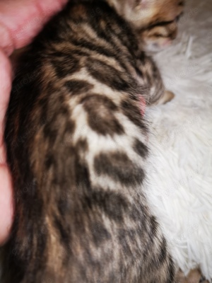 Bengal Kitten mit Stammbaum M  W 10 Tests, Katze, Kater, Kitten, snow  Bild 4