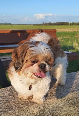 Schöner Shih-Tzu  Rüde ( Deckrüde )