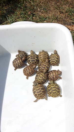  Vierzehen Landschildkröten (Testudo Horsfieldii) NZ 2021-2025