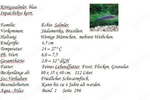 Königssalmler blau Bild 2