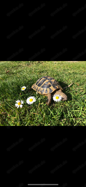 männliche Landschildkröte 5 Jahre alt - für Nachzucht  Bild 3