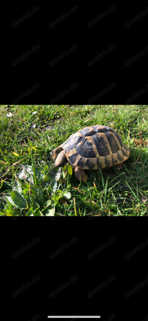 männliche Landschildkröte 5 Jahre alt - für Nachzucht  Bild 4