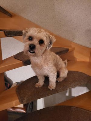 Deckrüde Havaneser  Bild 2