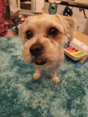 Deckrüde Havaneser  Bild 3