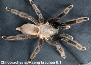 Vogelspinne Chilobrachys sp kaeng krachan 0.1