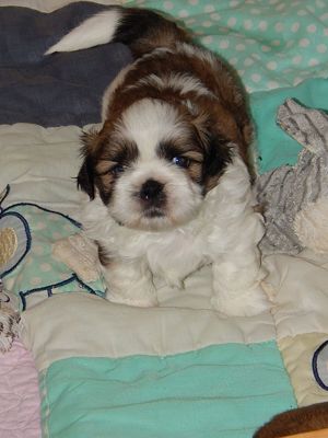 Shih Tzu Welpen