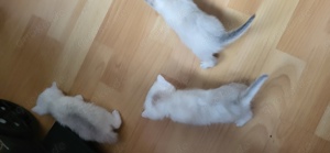 3 Britisch Kurzhaar Kitten abzugeben Bild 5