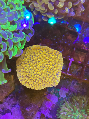 meerwasser korallen euphyllia chalice Bild 5