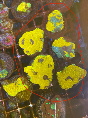 meerwasser korallen euphyllia chalice Bild 8