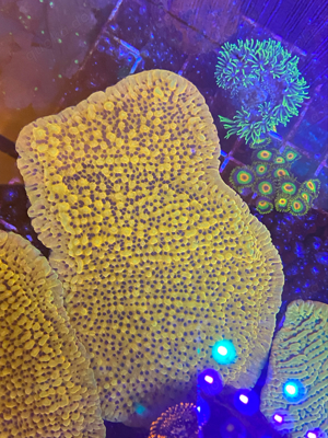 meerwasser korallen euphyllia chalice Bild 6
