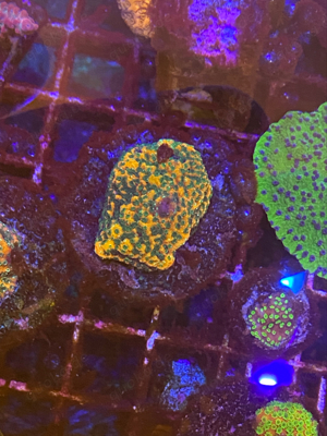 meerwasser korallen euphyllia chalice Bild 3