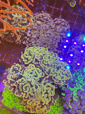 meerwasser korallen euphyllia chalice Bild 4