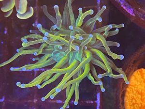 meerwasser korallen euphyllia chalice Bild 1