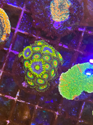 meerwasser korallen euphyllia chalice Bild 7