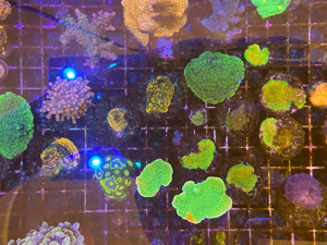 meerwasser korallen euphyllia chalice Bild 10