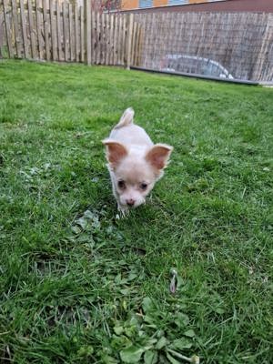 Chihuahua Welpe 13 Wochen alt Bild 2