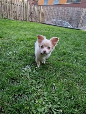 Chihuahua Welpe 13 Wochen alt Bild 1