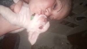Chihuahua Welpe 13 Wochen alt Bild 4