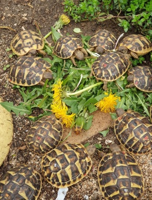 Testudo hermanni hermanni + hercegovinensis NZ 23