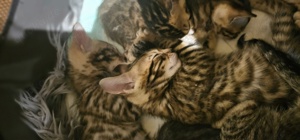 Kitten suchen liebevolles Zuhause  Bild 4