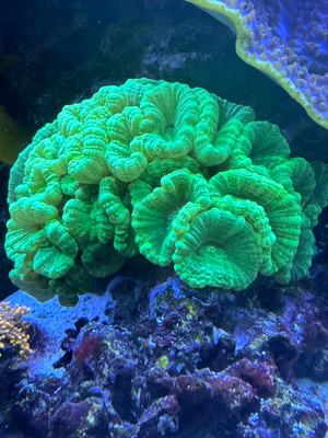 Korallenableger, Meerwasseraquarium, Caulastrea furcata Bild 4