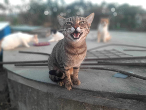 Moris, freundlicher Tigerkater, ca. 2 Jahre