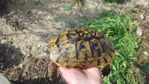 Maurische Landschildkröten Weibchen 18cm, 800g