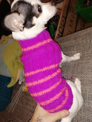 Chihuahua Pullover 