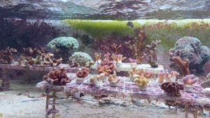 Meerwasser Korallenableger Bild 7