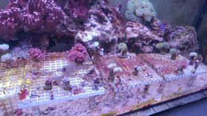 Meerwasser Korallenableger Bild 2