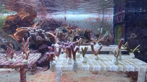 Meerwasser Korallenableger Bild 10