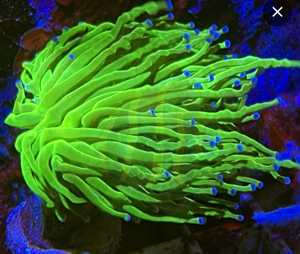 Fackelkoralle Fimbriaphyllia (Euphyllia) glabrescens "toxic green"