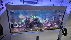 Meerwasser Aquarium 500l zu verkaufen  Bild 3