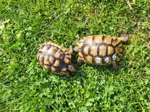 Breitrandschildkröten TM von 2015