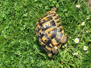 Griechische Landschildkröten THB Weibchen